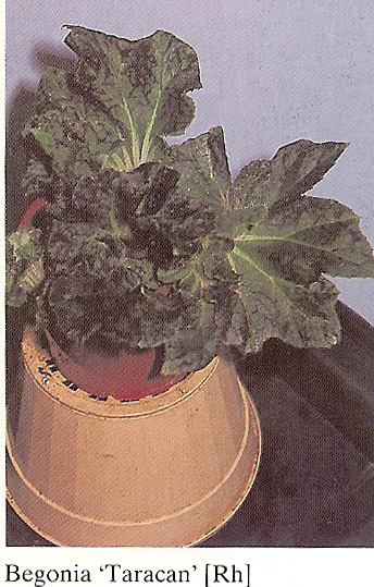 B. ‘Taracan’
